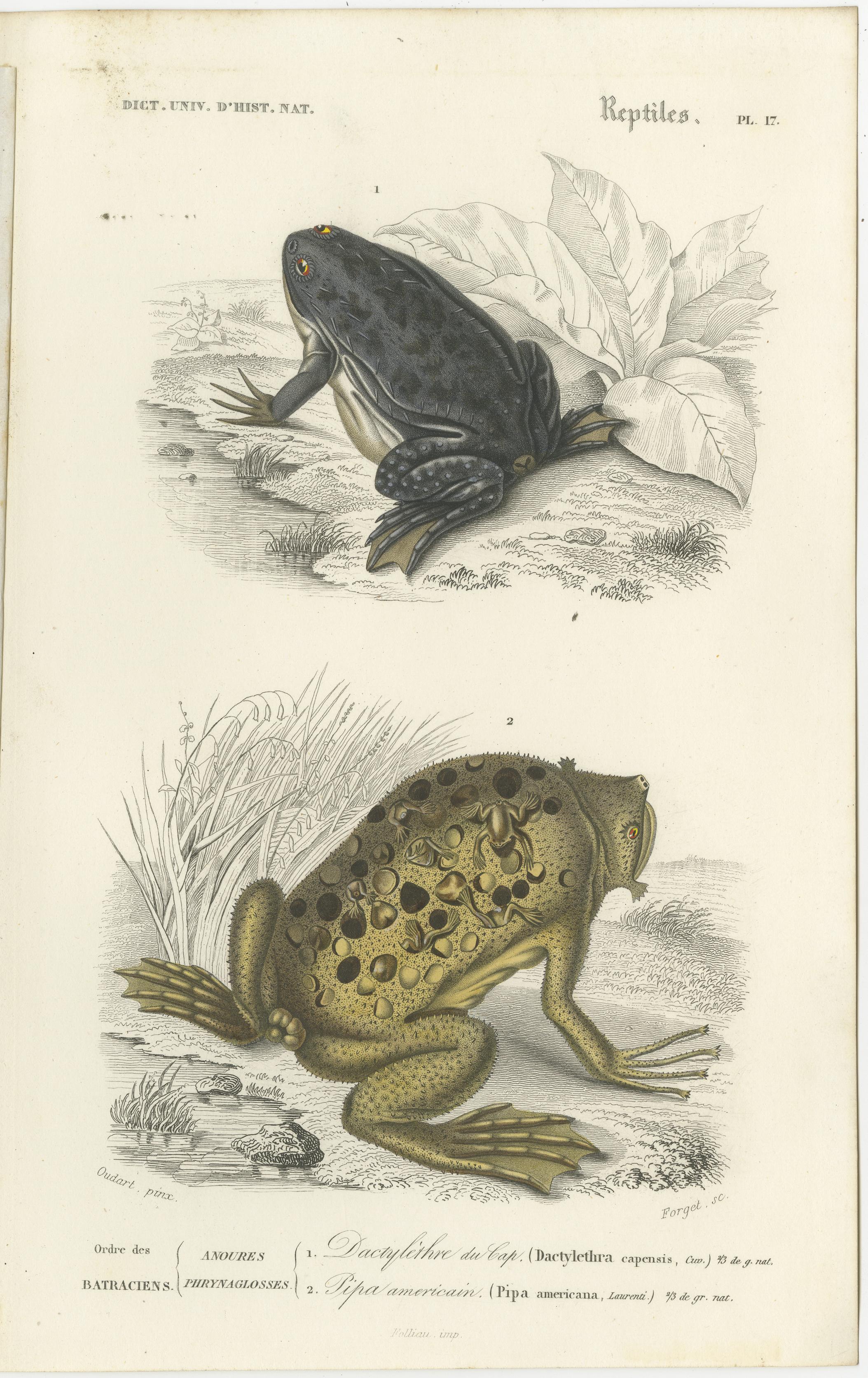 19th Century Set of 3 Antique Prints of Frogs and Toads For Sale