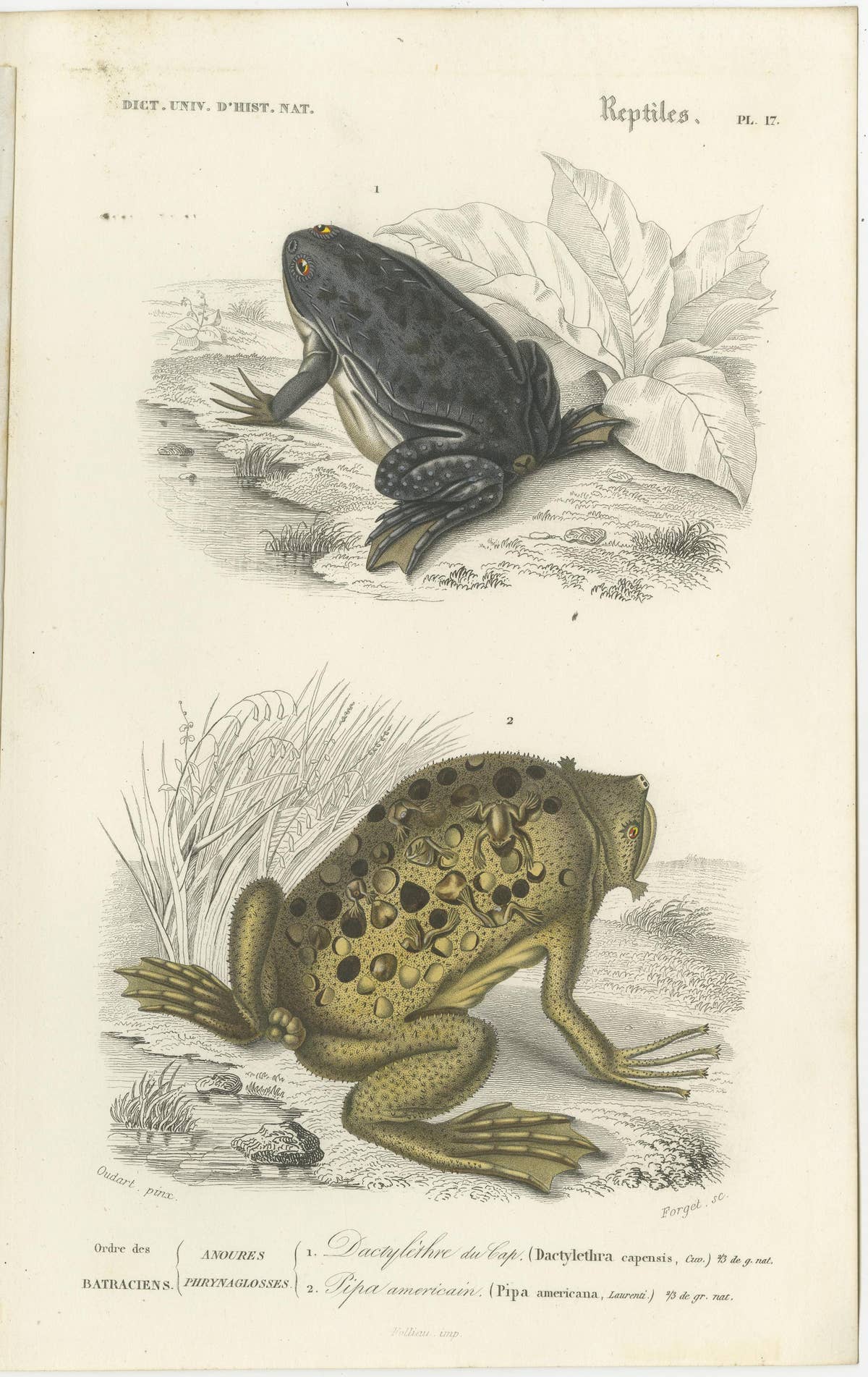 Set of 3 Antique Prints of Frogs and Toads
