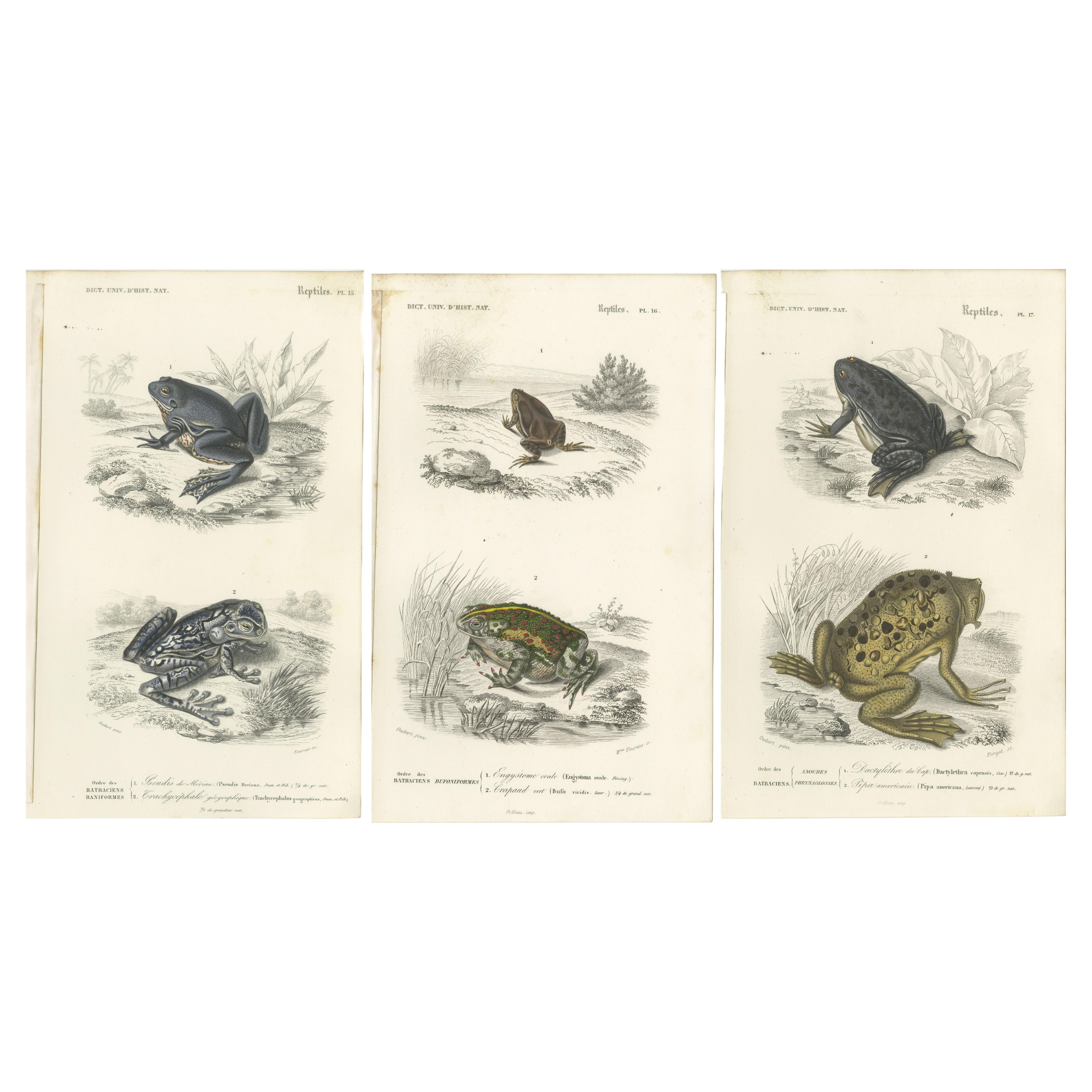 Set of 3 Antique Prints of Frogs and Toads For Sale