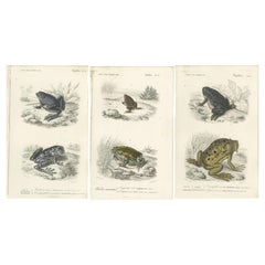 Set of 3 Antique Prints of Frogs and Toads