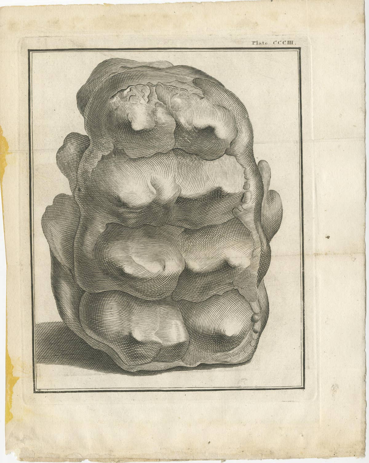 Set of 3 Antique Prints of Mammoth Fossils 'c.1810'