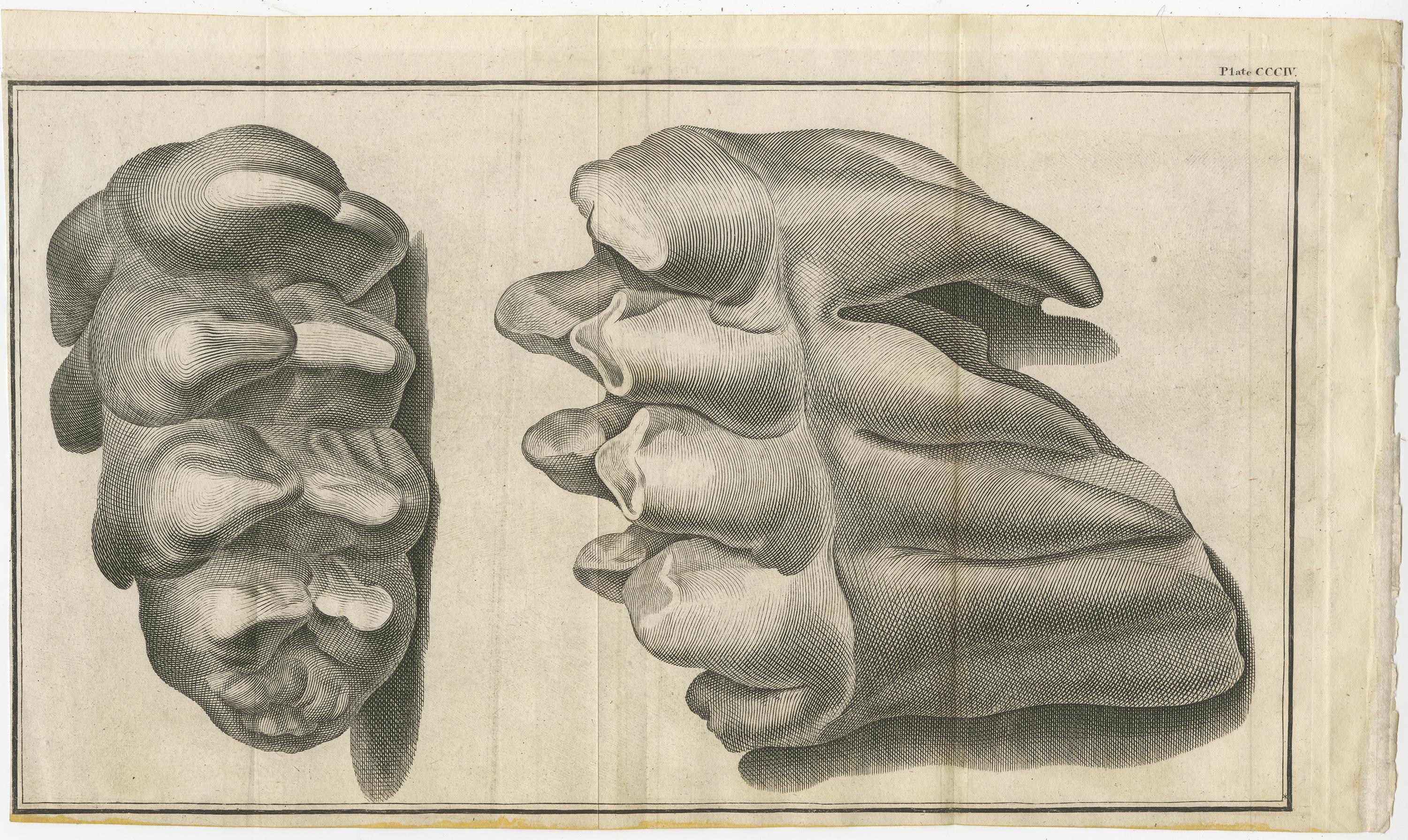 Set of 3 Antique Prints of Mammoth Fossils 'c.1810' In Fair Condition For Sale In Langweer, NL