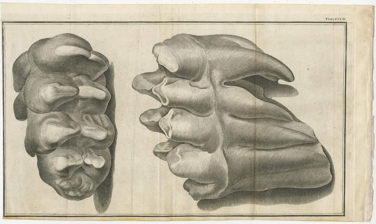 Set of 3 Antique Prints of Mammoth Fossils 'c.1810'