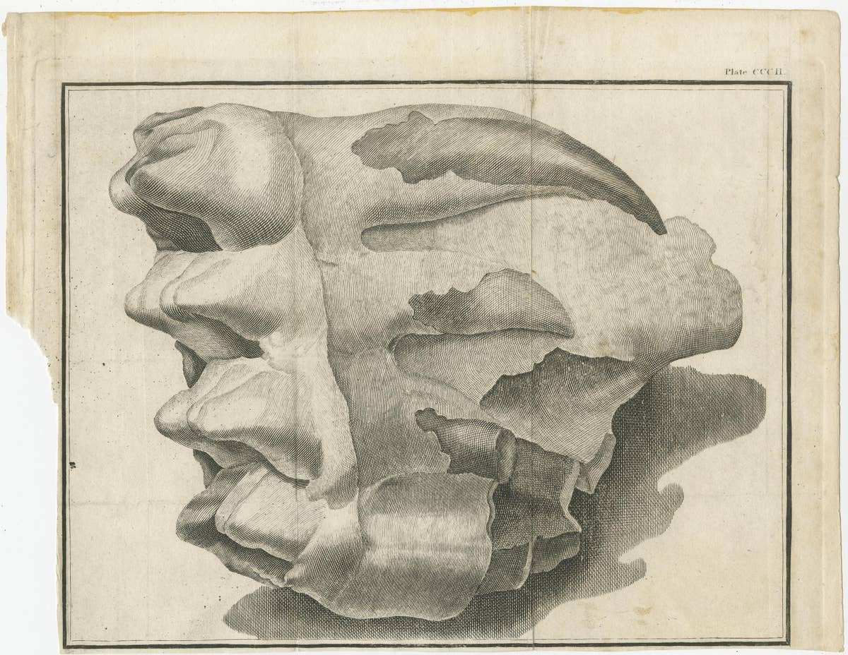Set of 3 Antique Prints of Mammoth Fossils 'c.1810'