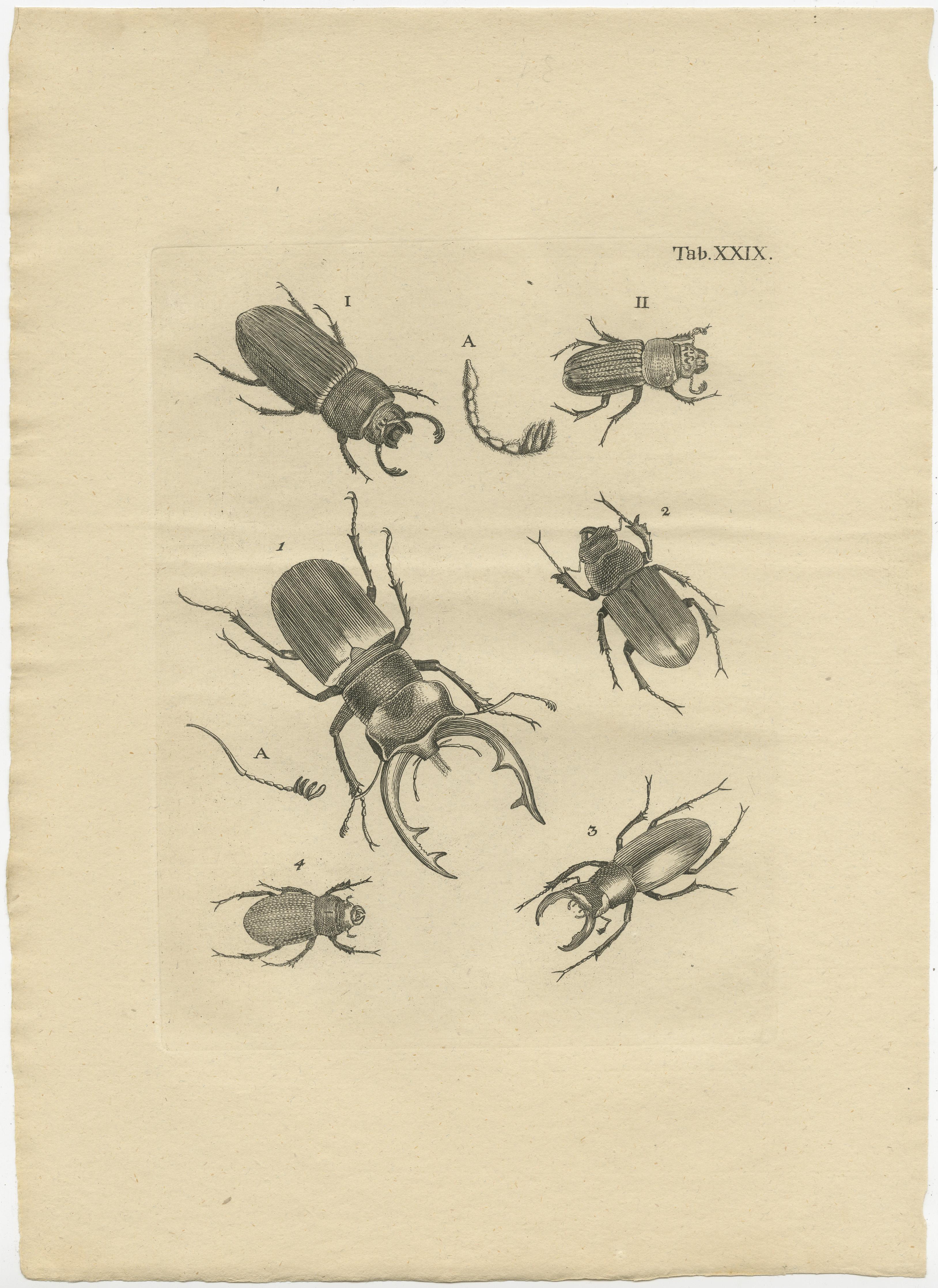 Set of three original antique prints of small insects / beetles. These prints, most likely, originate from an edition of the scarce work 'Catalogus Systematicus Coleopterorum. Catalogue systèmatique des coleotères. Systematische Naamlijst van dat
