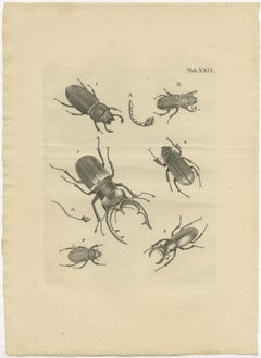 Set di 3 stampe antiche di diversi scarabei