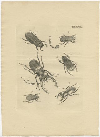Set of 3 Antique Prints of Various Beetles, view 2