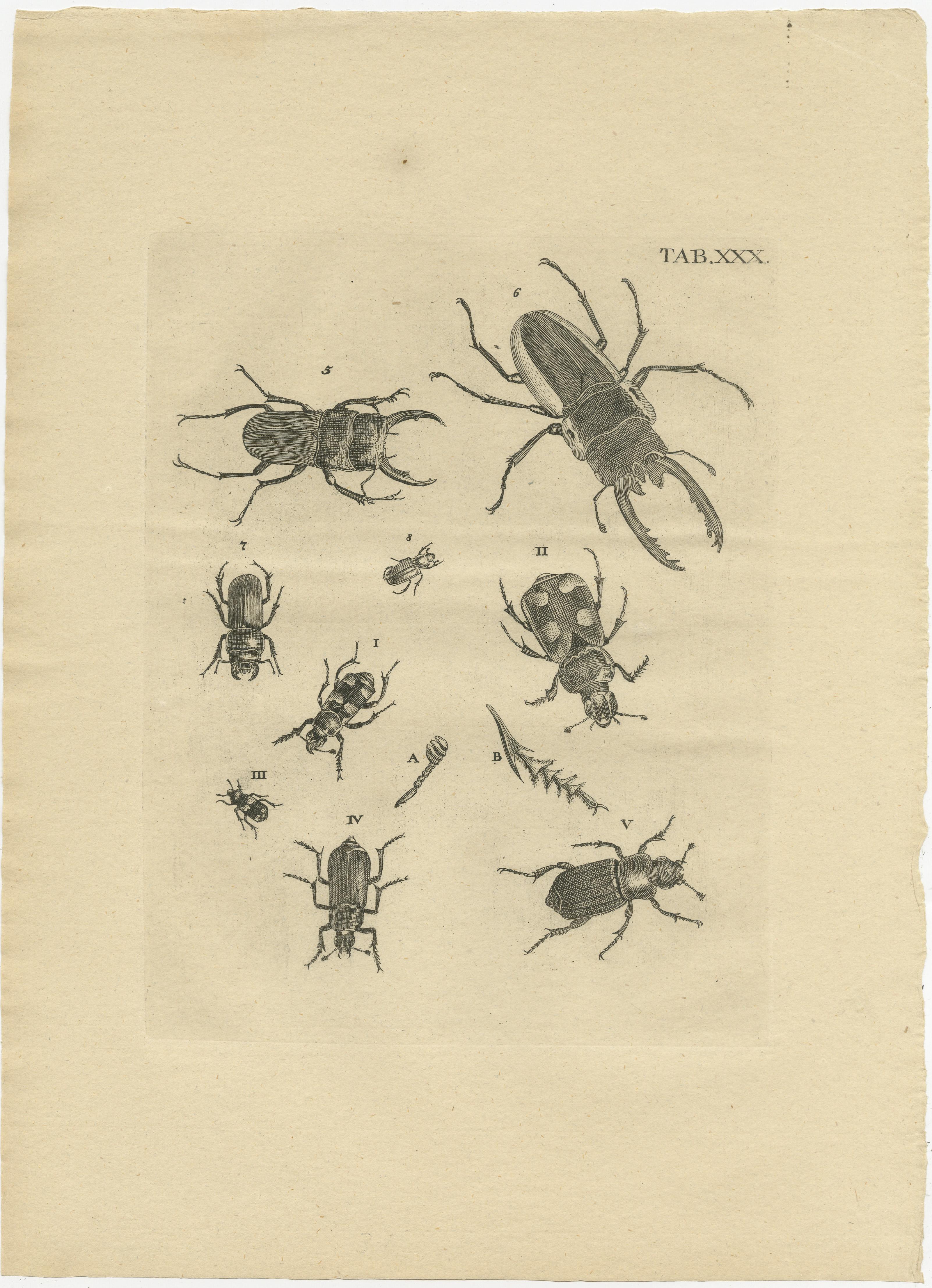 Set of 3 Antique Prints of Various Beetles  In Good Condition For Sale In Langweer, NL
