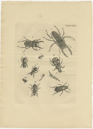 Set of 3 Antique Prints of Various Beetles, view 3