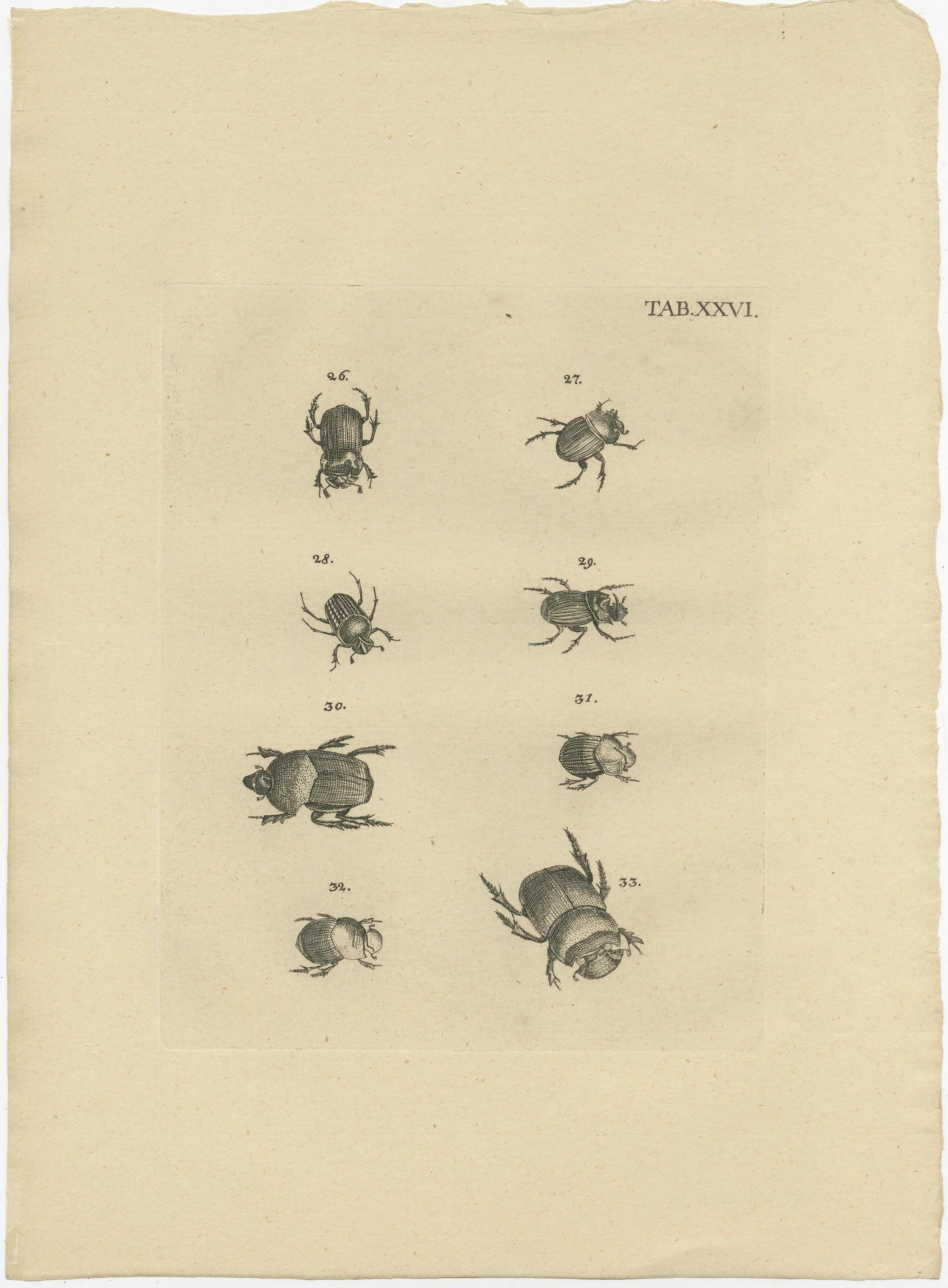 19th Century Set of 3 Antique Prints of Various Beetles  For Sale