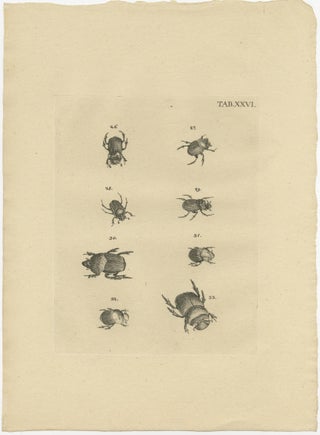 Set of 3 Antique Prints of Various Beetles, view 4