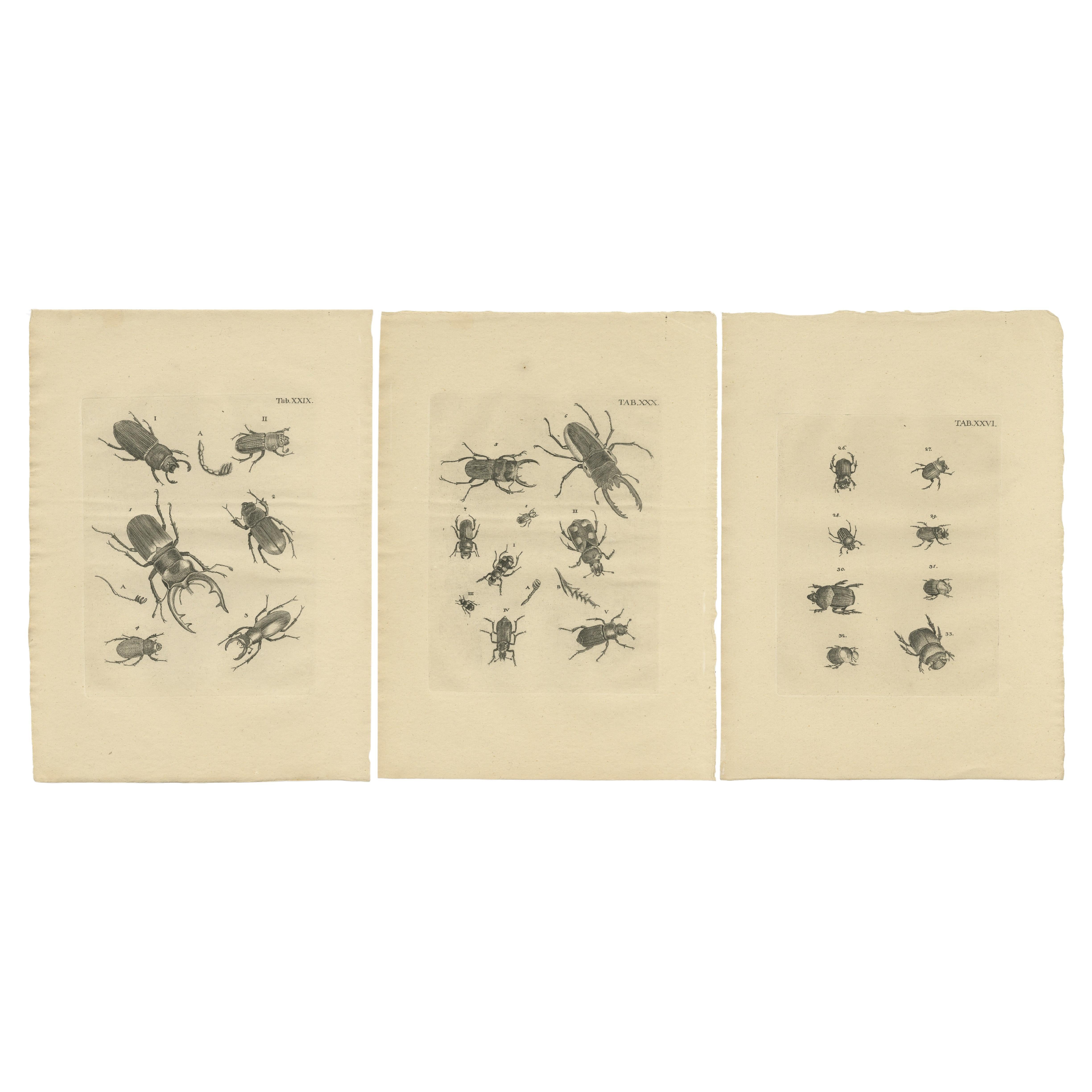 Set von 3 antiken Drucken verschiedener Käfer 
