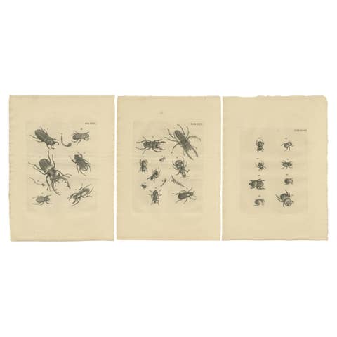 Set of 3 Antique Prints of Various Beetles