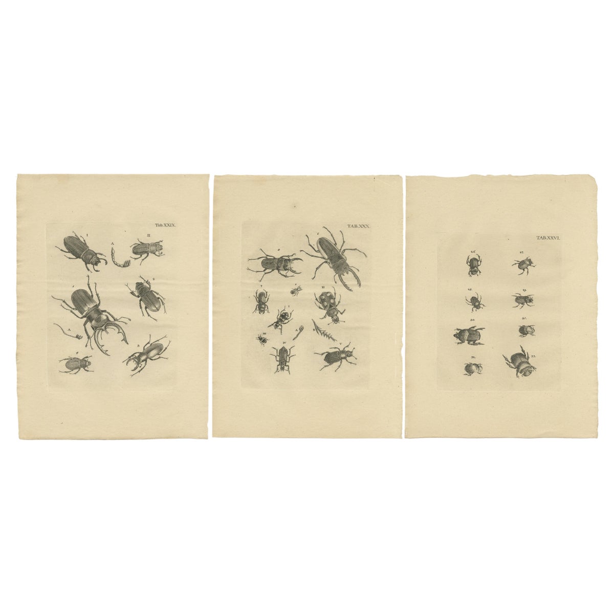 Set of 3 Antique Prints of Various Beetles