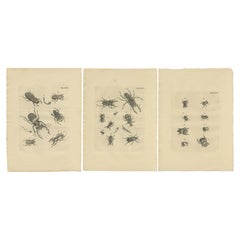 Set of 3 Antique Prints of Various Beetles 