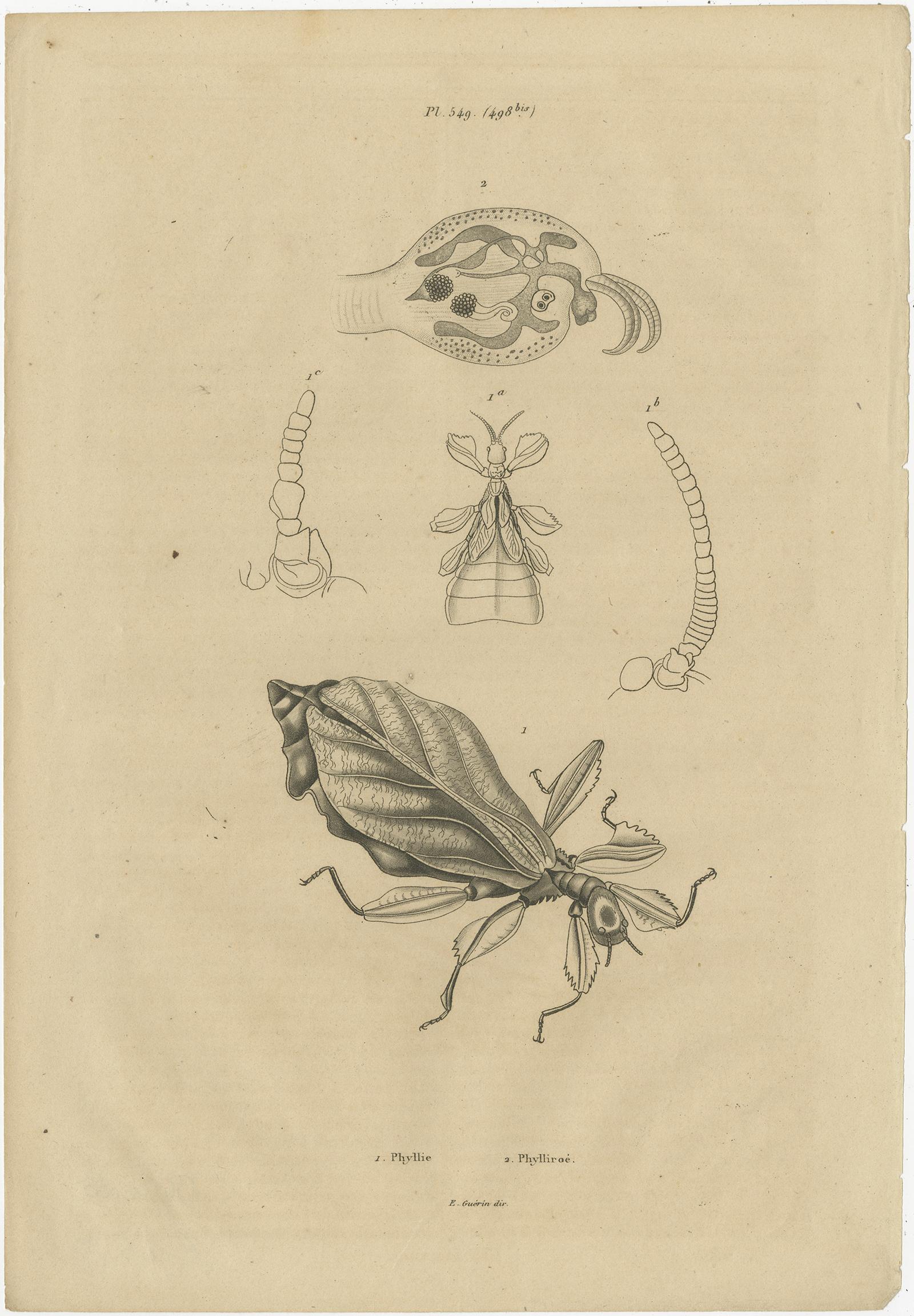 Set of three antique prints of various insects and butterflies. These prints originate from 'Dictionnaire Pittoresque d'Histoire Naturelle' by Felix-Edouard Guerin-Meneville. Published 1834-39.