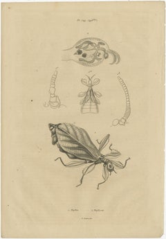 Set of 3 Antique Prints of Various Insects and Butterflies by Guerin, c.1835