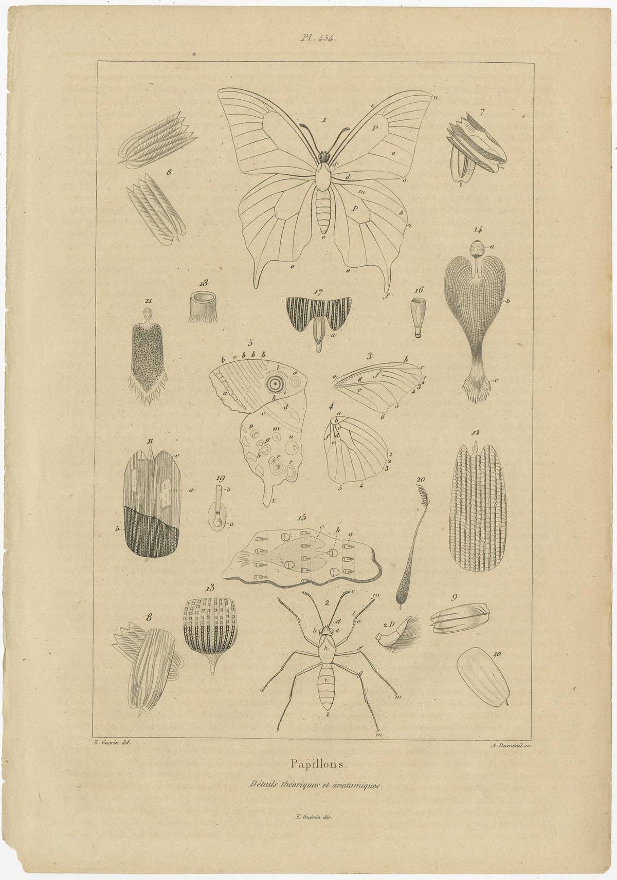 Set of 3 Antique Prints of Various Insects and Butterflies by Guerin, c.1835