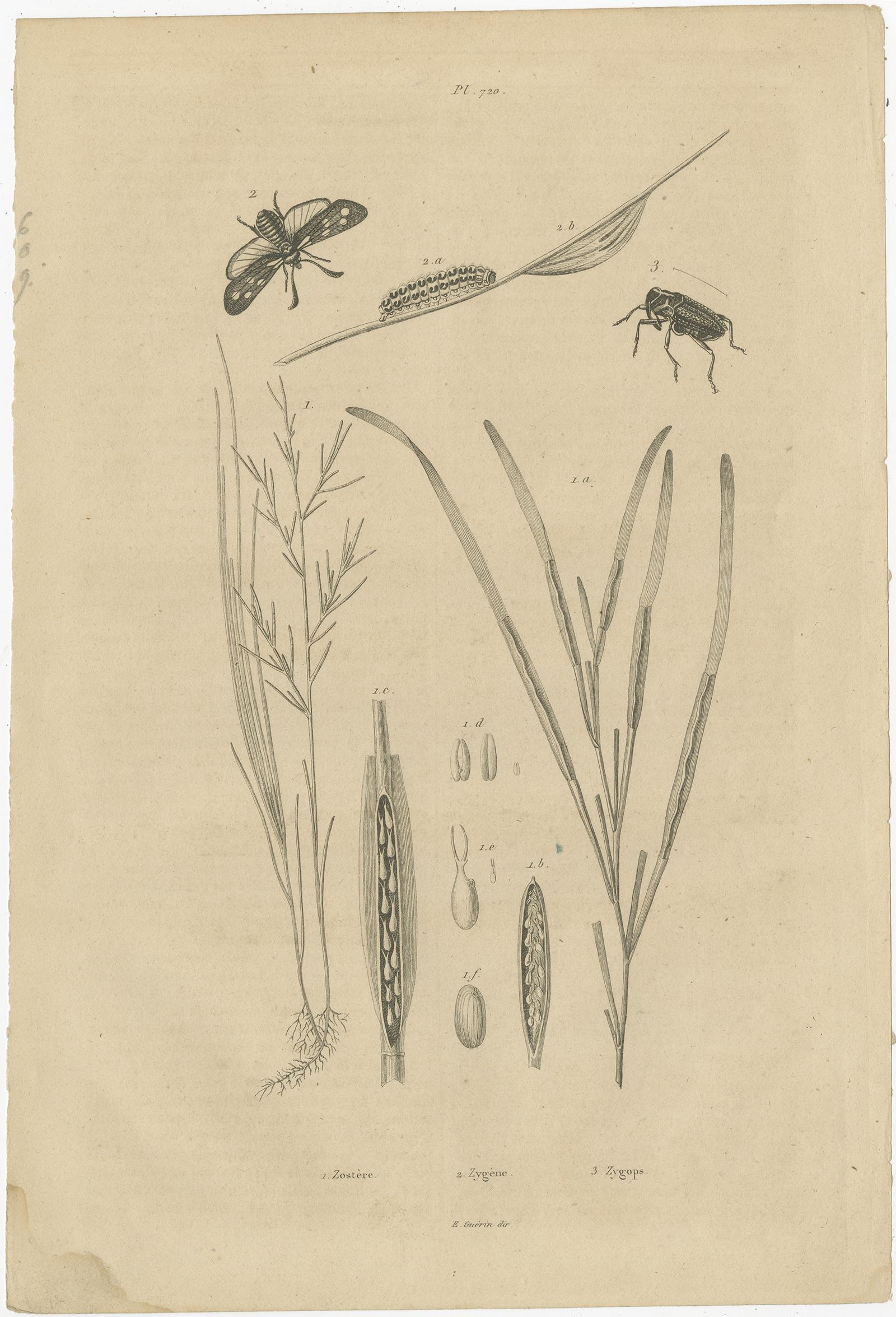 19th Century Set of 3 Antique Prints of Various Insects and Butterflies by Guerin, 'c.1835' For Sale