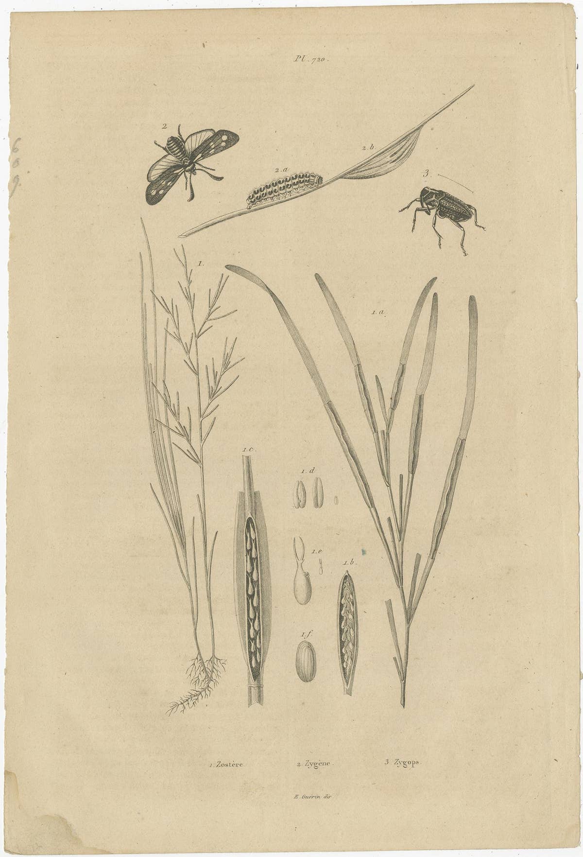 Set of 3 Antique Prints of Various Insects and Butterflies by Guerin, c.1835
