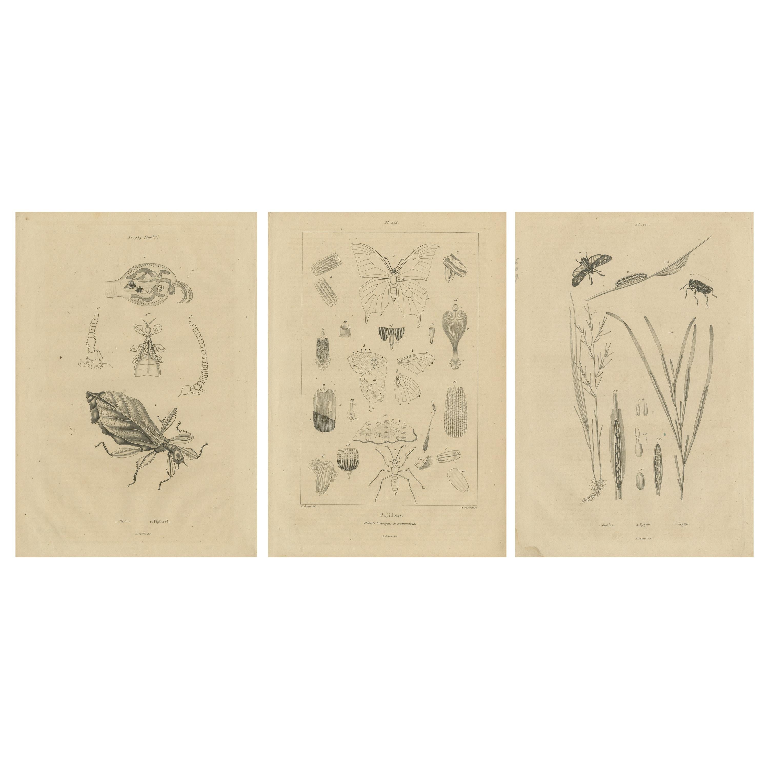 Ensemble de 3 estampes anciennes d'insectes et de papillons de différentes époques par Guerin, vers 1835