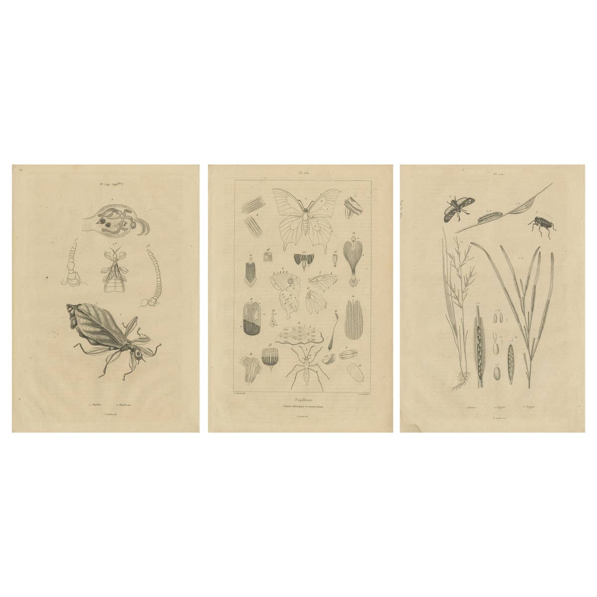 Set of 3 Antique Prints of Various Insects and Butterflies by Guerin, c.1835