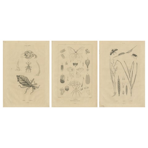Set of 3 Antique Prints of Various Insects and Butterflies by Guerin, c.1835