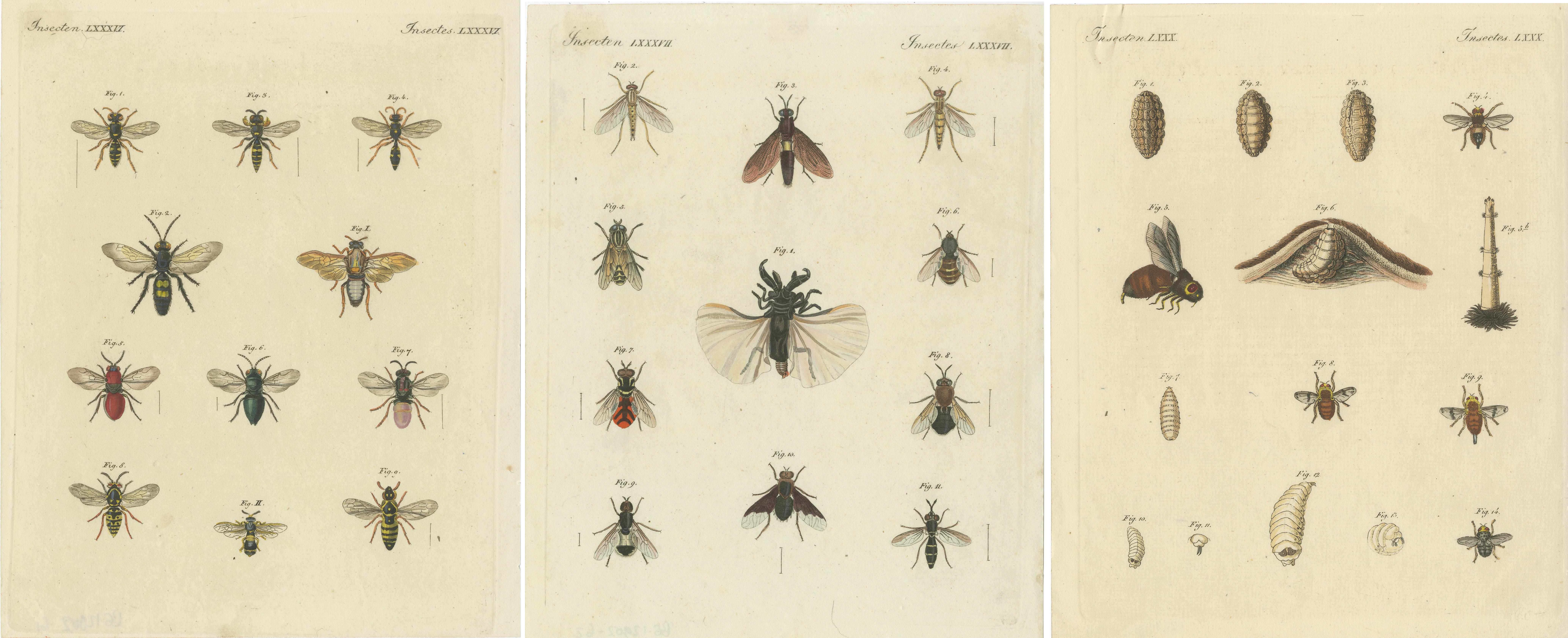 Set of three original antique prints of various wasps, various flies and horseflies with their larvae. These prints originate from 'Bilderbuch fur Kinder' by F.J. Bertuch. Friedrich Johann Bertuch (1747-1822) was a German publisher and man of arts
