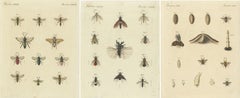Set of 3 Antique Prints of various Insects including Wasps and Flies