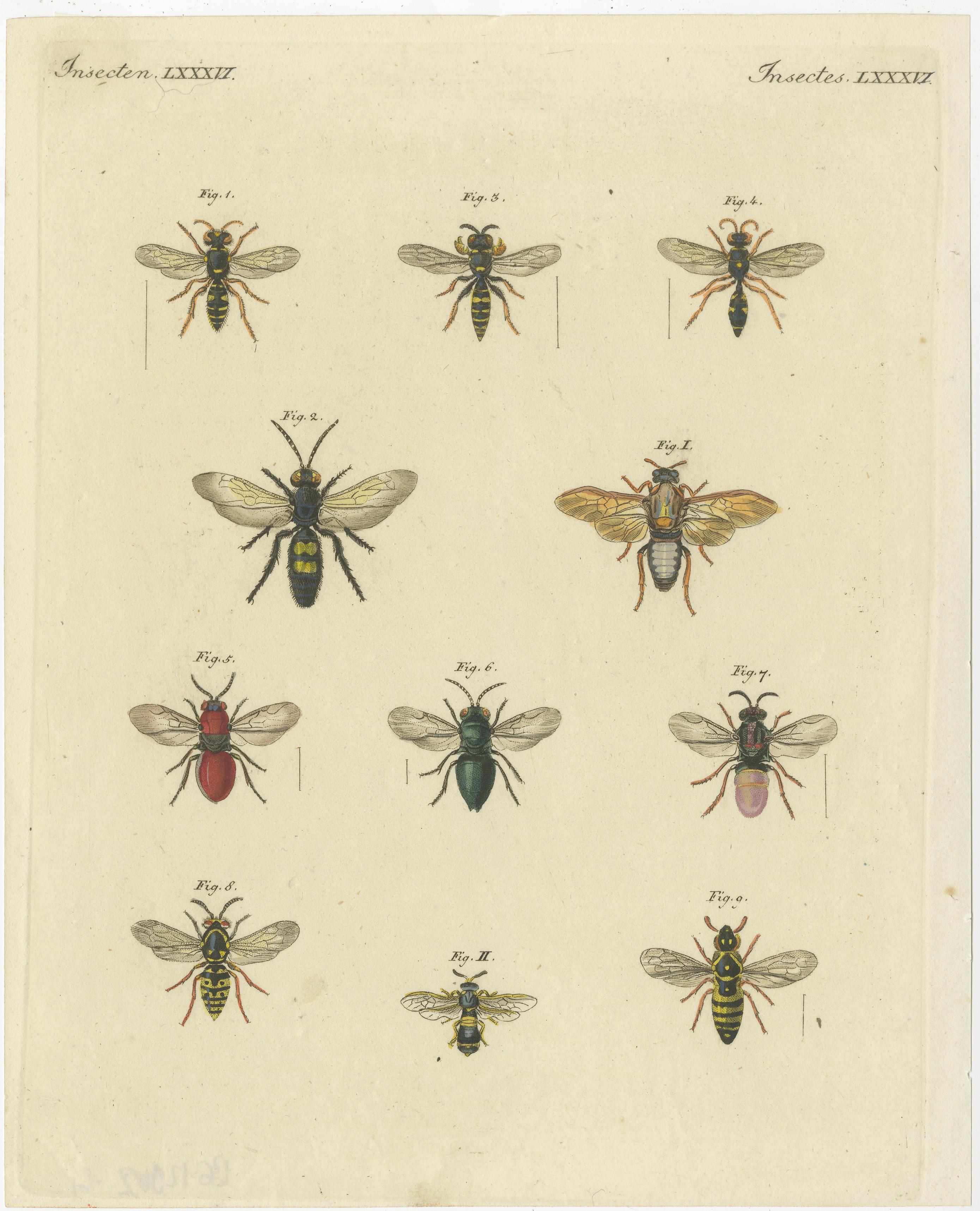 Conjunto de 3 grabados antiguos de varios insectos, incluidas avispas y moscas en Bueno estado para la venta en Langweer, NL