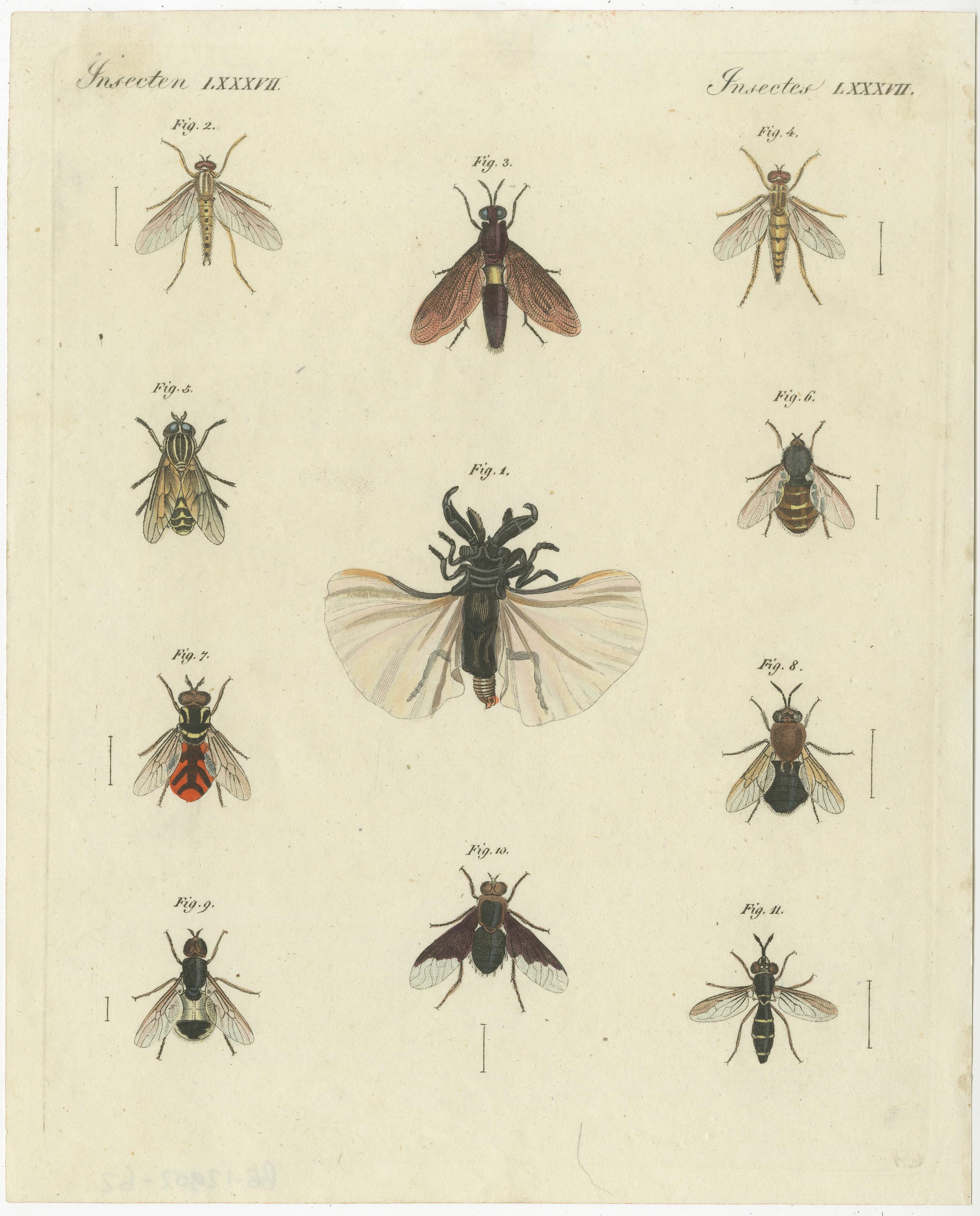 Conjunto de 3 grabados antiguos de varios insectos, incluidas avispas y moscas siglo XIX en venta