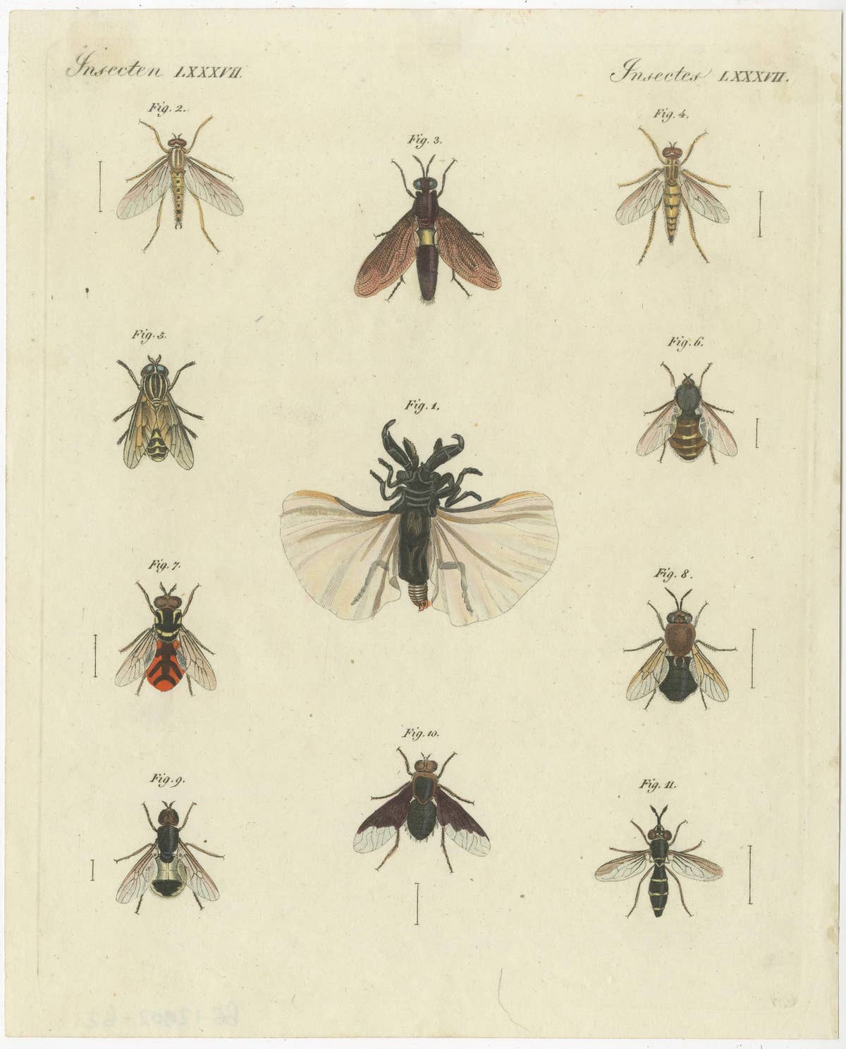 Set of 3 Antique Prints of various Insects including Wasps and Flies