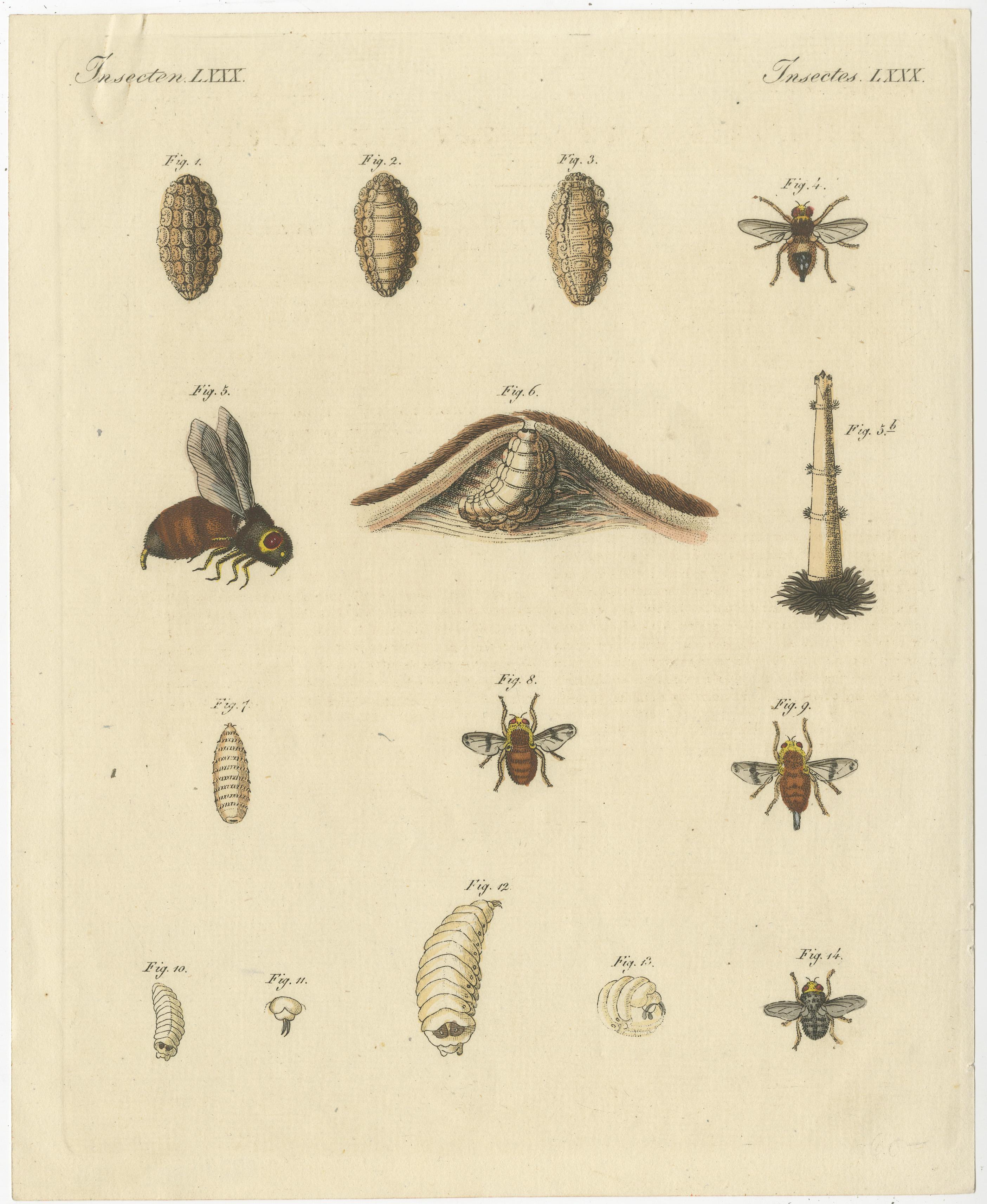 Conjunto de 3 grabados antiguos de varios insectos, incluidas avispas y moscas Papel en venta