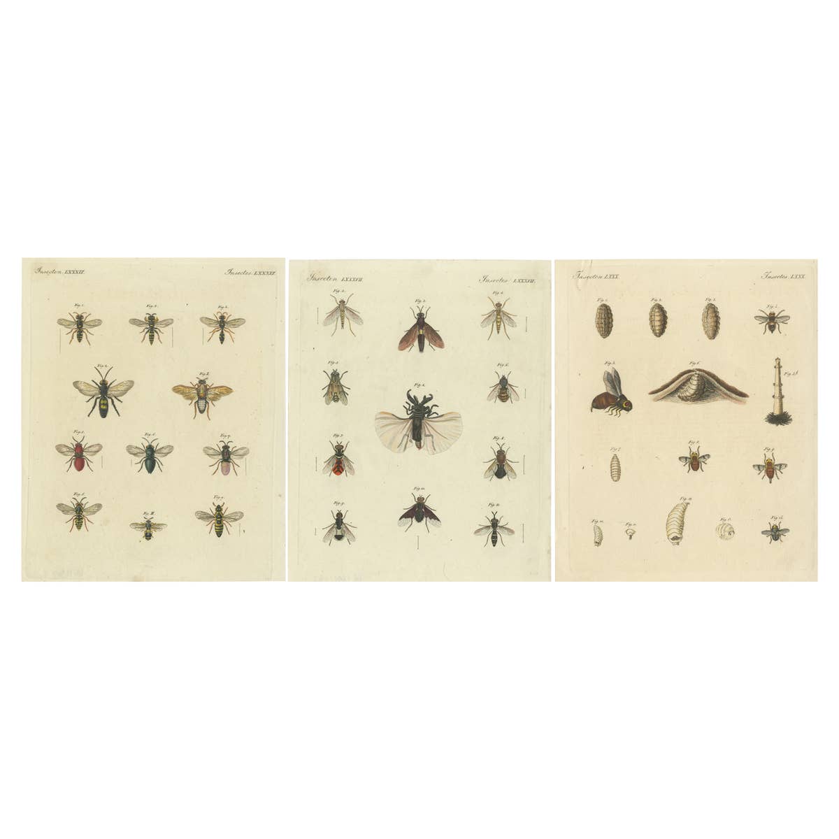 Set of 3 Antique Prints of various Insects including Wasps and Flies