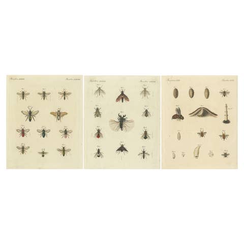 Set of 3 Antique Prints of various Insects including Wasps and Flies