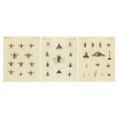Set di 3 stampe antiche di vari insetti tra cui vespe e mosche