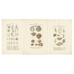 Set of 3 Antique Prints of Various Marine Life Including Shells and Molluscs