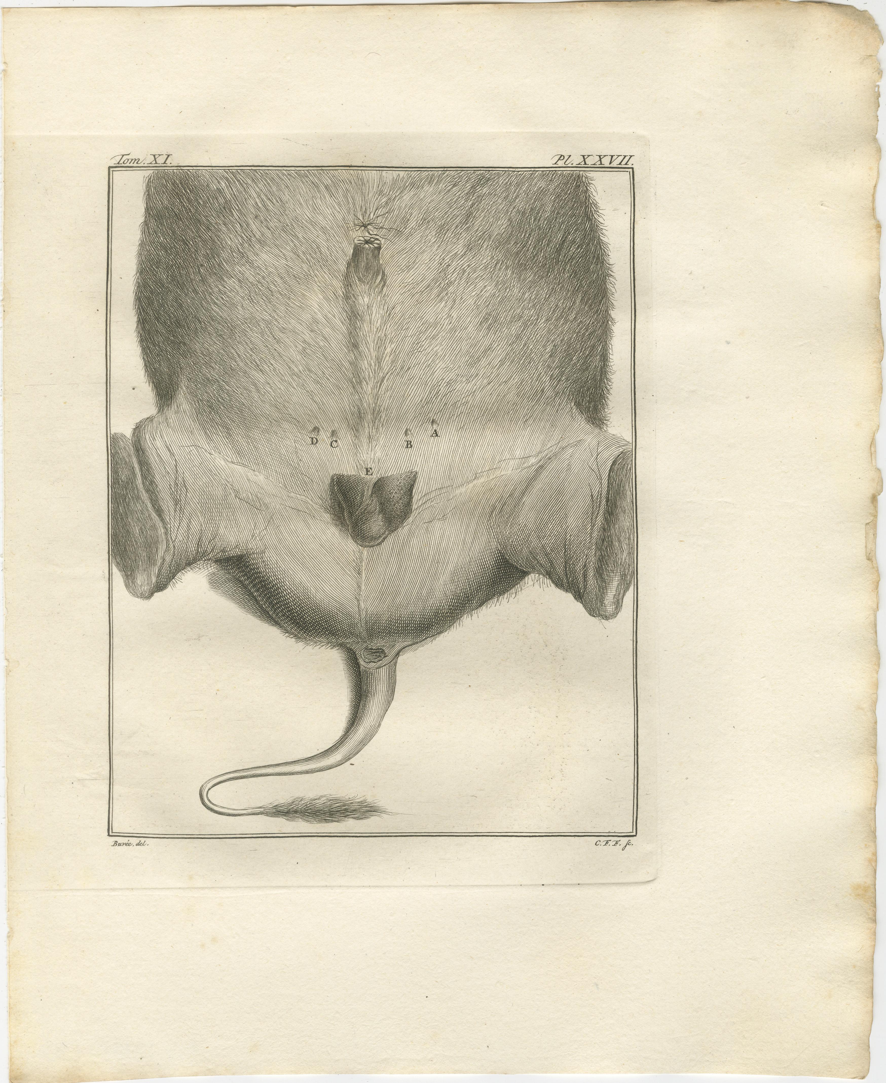 Ensemble de 3 gravures anciennes d'anatomie des quadrupèdes, planches scientifiques de Buffon 1769

Ce fascinant ensemble de trois gravures anatomiques du XVIIIe siècle provient de la rare édition hollandaise de l'Histoire naturelle de Buffon,