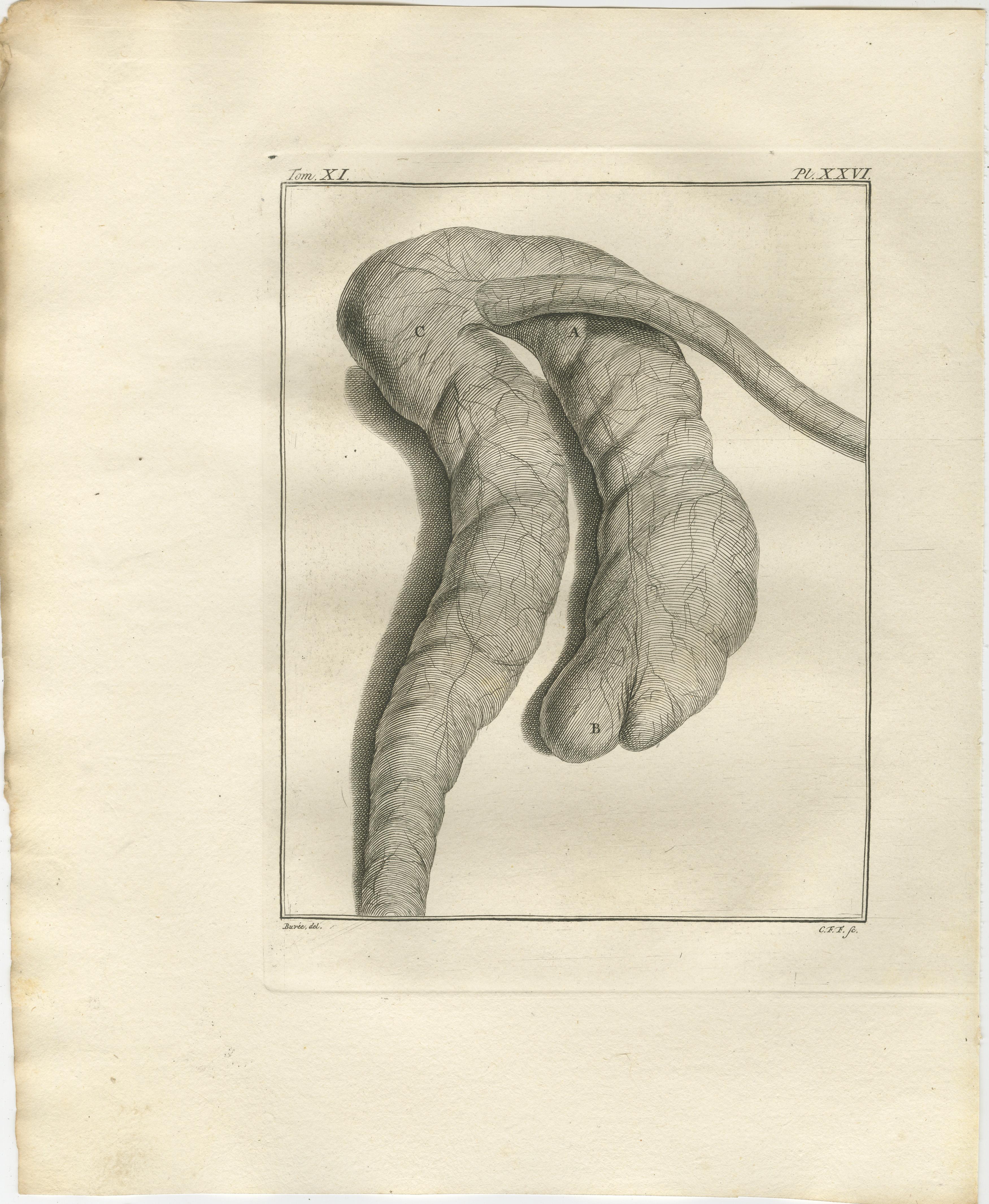 Néerlandais Ensemble de 3 gravures anciennes d'anatomie des quadrupèdes, planches scientifiques de Buffon 1769 en vente