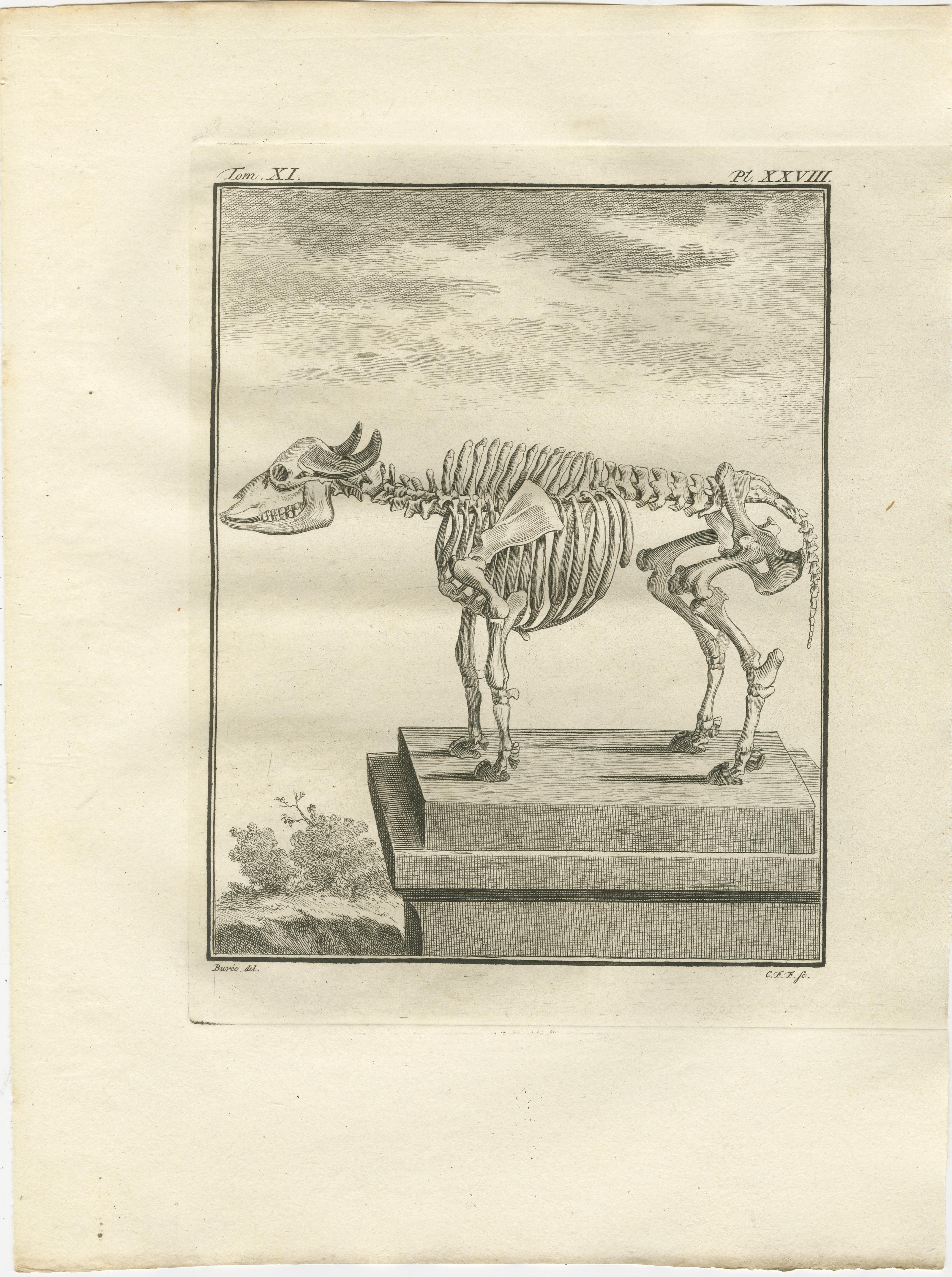 Gravé Ensemble de 3 gravures anciennes d'anatomie des quadrupèdes, planches scientifiques de Buffon 1769 en vente