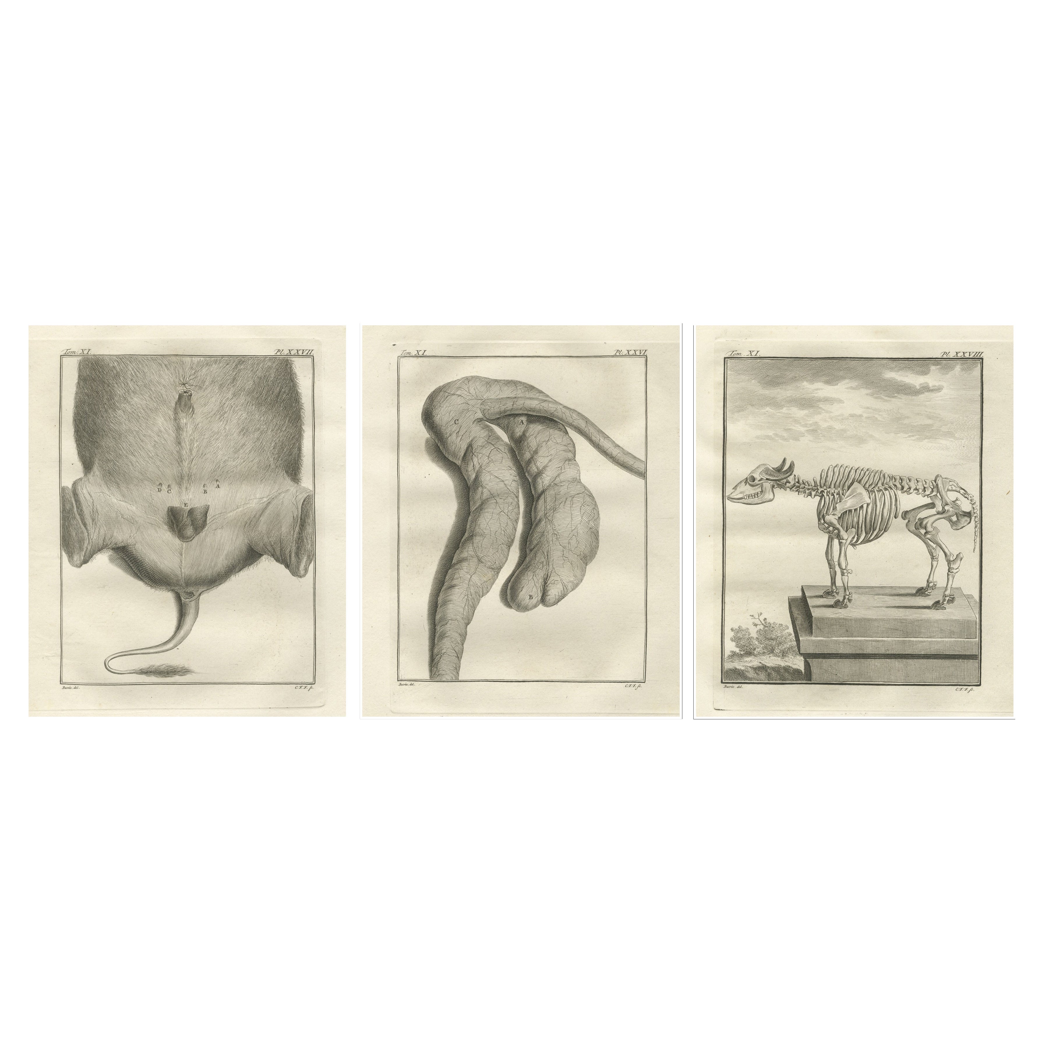 Ensemble de 3 gravures anciennes d
anatomie des quadrupèdes, planches scientifiques de Buffon 1769 en vente