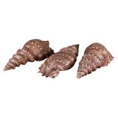 Set of 3 Carved and Painted Sea Shells