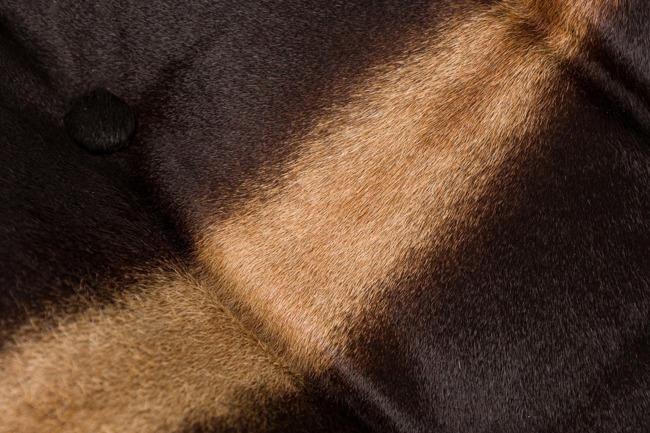 American Set of 3 Cleo Baldon for Terra of California X-Frame Faux Cowhide Barstools For Sale