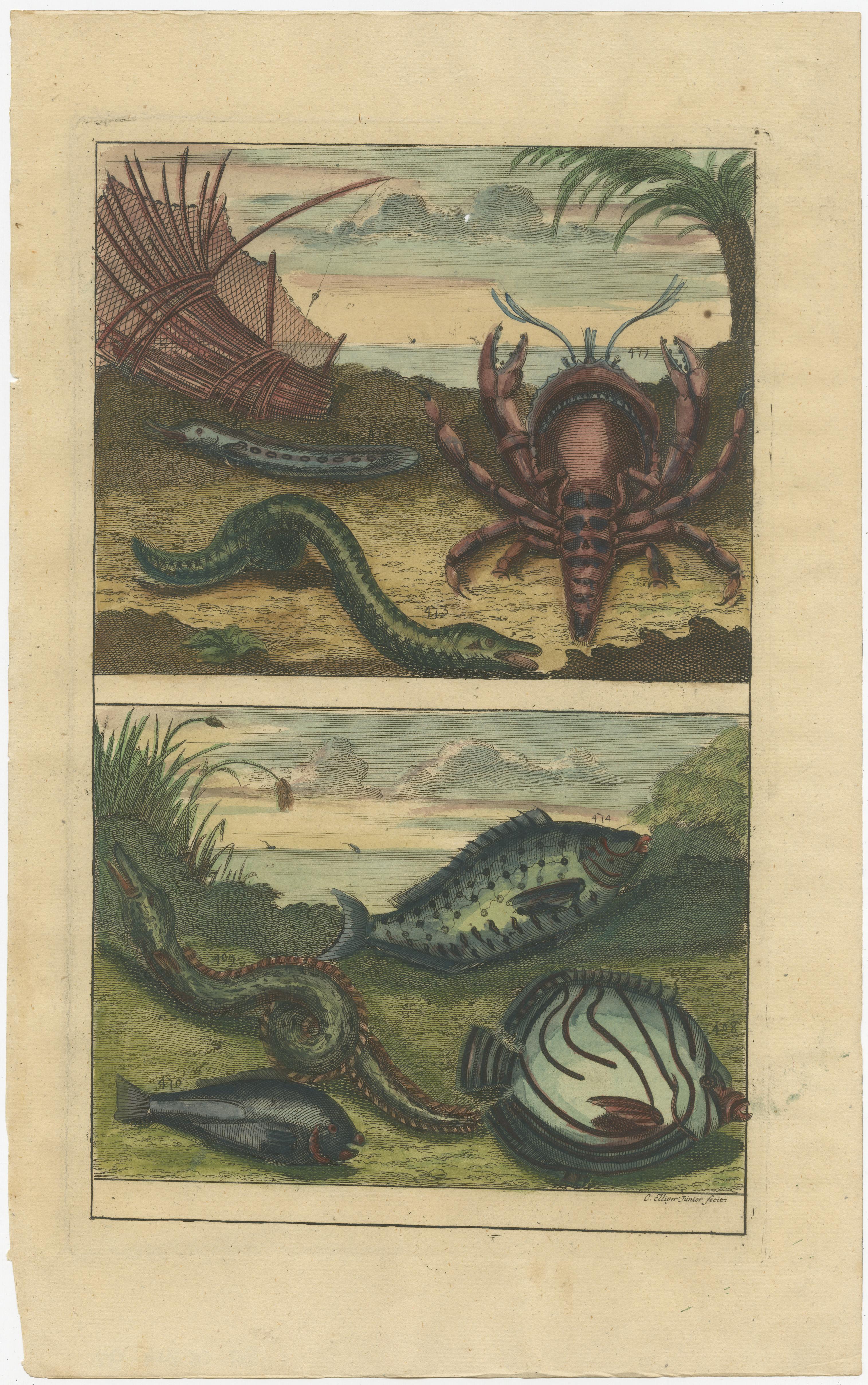 XVIIIe siècle Ensemble de 3 tirages anciens colors reprsentant divers poissons et crustaces en vente