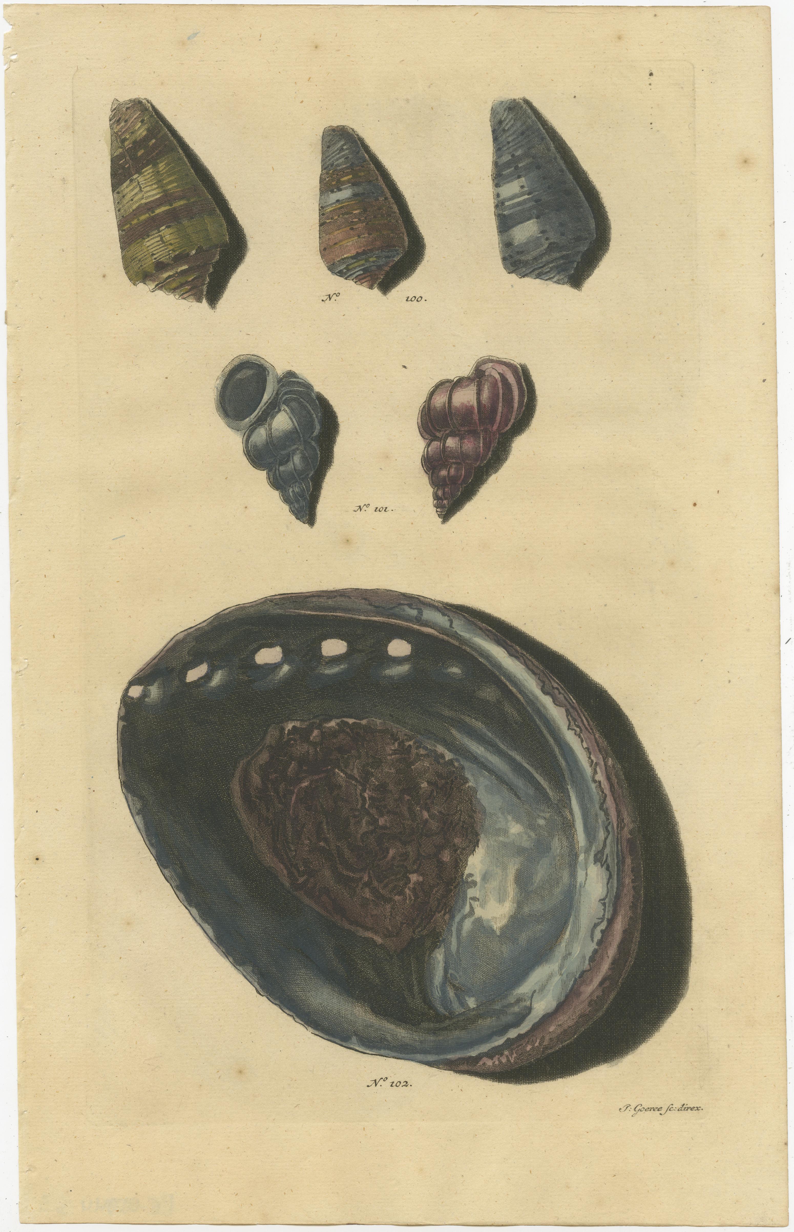 Set of three antique prints of various sea shells and molluscs. These print originate from 'Oud en Nieuw Oost-Indiën' by F. Valentijn.

François Valentyn or Valentijn (17 April 1666 – 6 August 1727) was a Dutch Calvinist minister, naturalist and