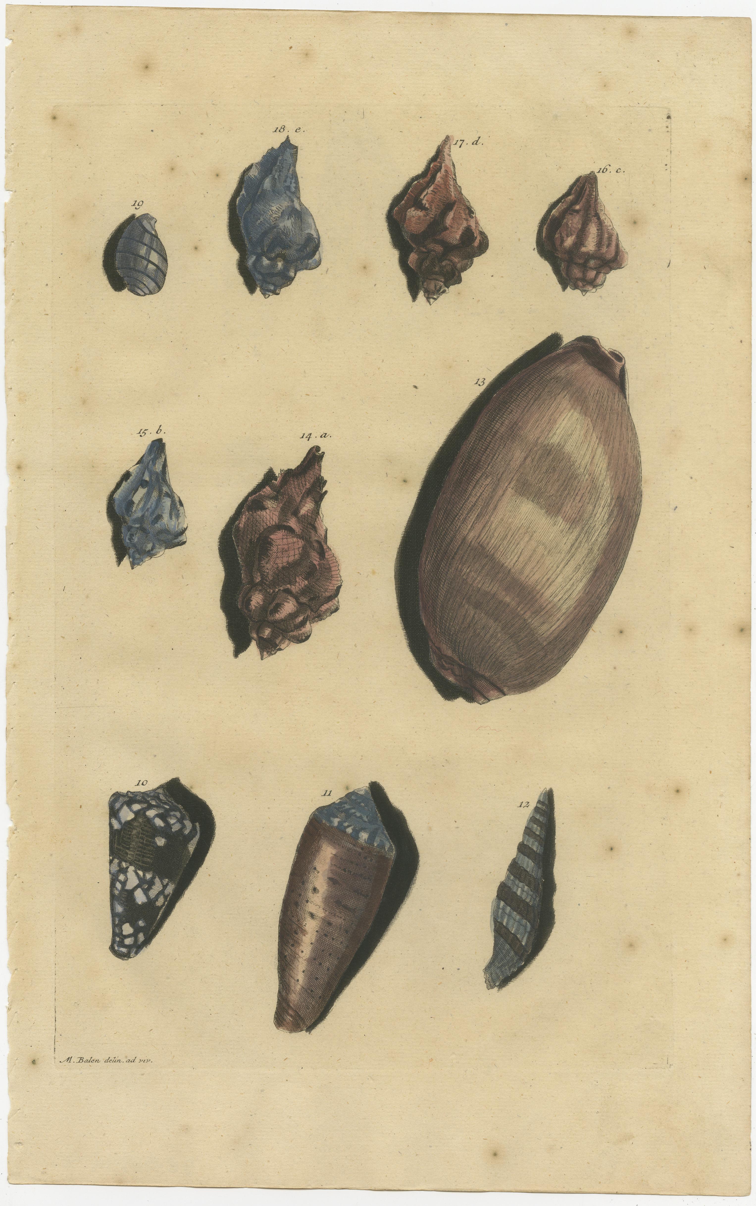 Satz von 3 farbigen antiken Drucken von verschiedenen Muscheln und Weichtieren im Zustand „Gut“ im Angebot in Langweer, NL