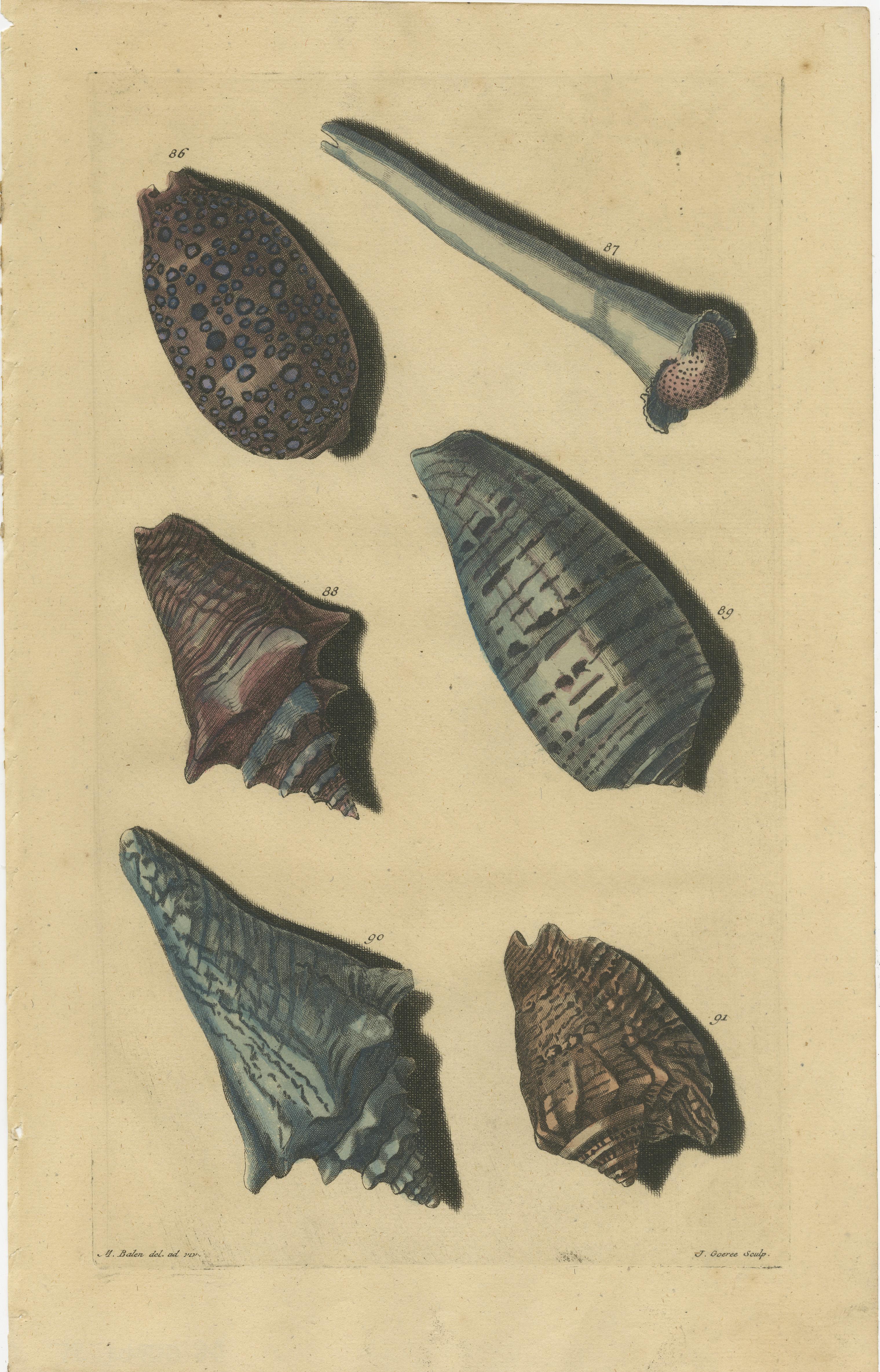 Satz von 3 farbigen antiken Drucken von verschiedenen Muscheln und Weichtieren (18. Jahrhundert) im Angebot