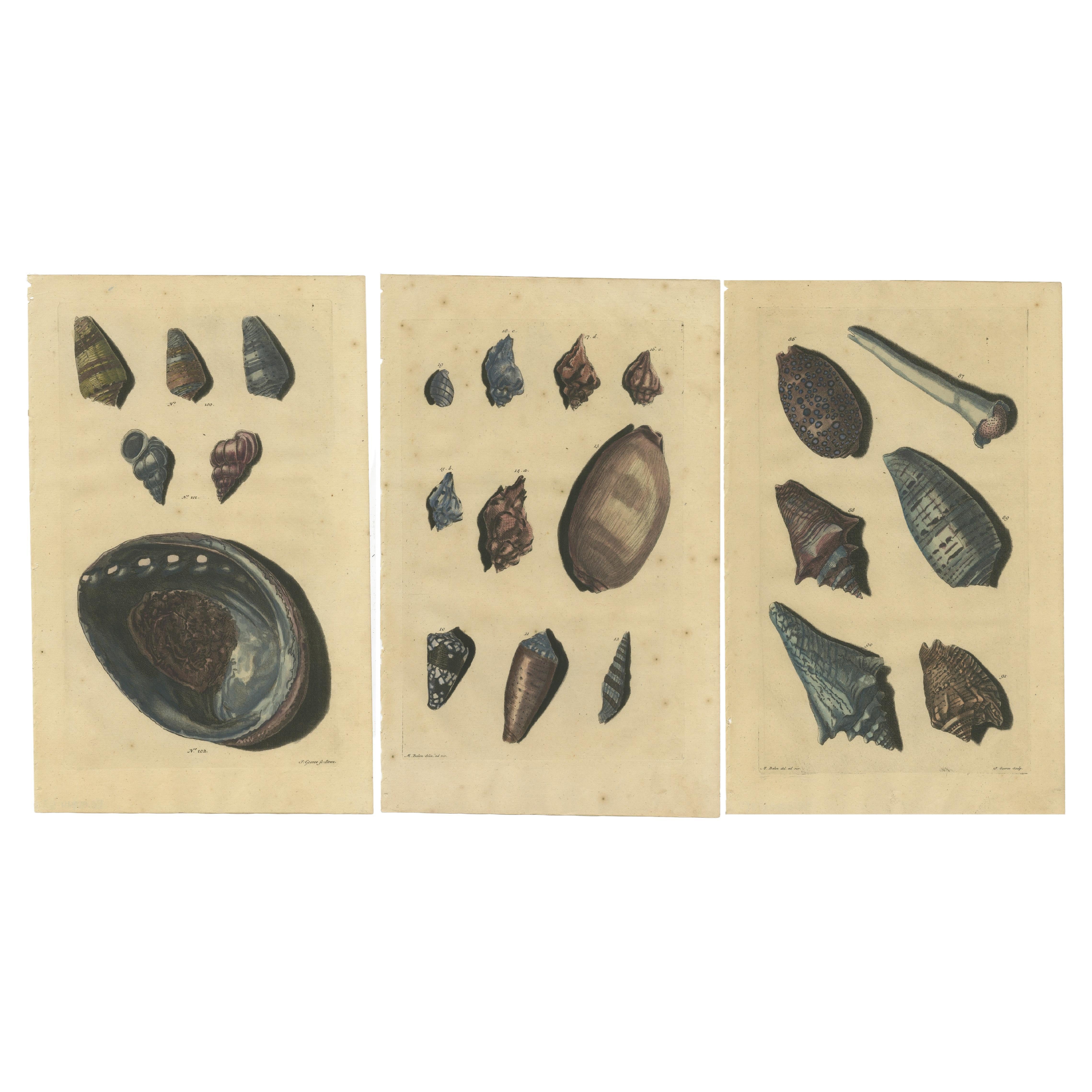Satz von 3 farbigen antiken Drucken von verschiedenen Muscheln und Weichtieren im Angebot