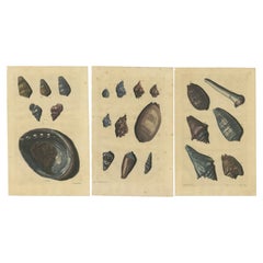 Satz von 3 farbigen antiken Drucken von verschiedenen Muscheln und Weichtieren