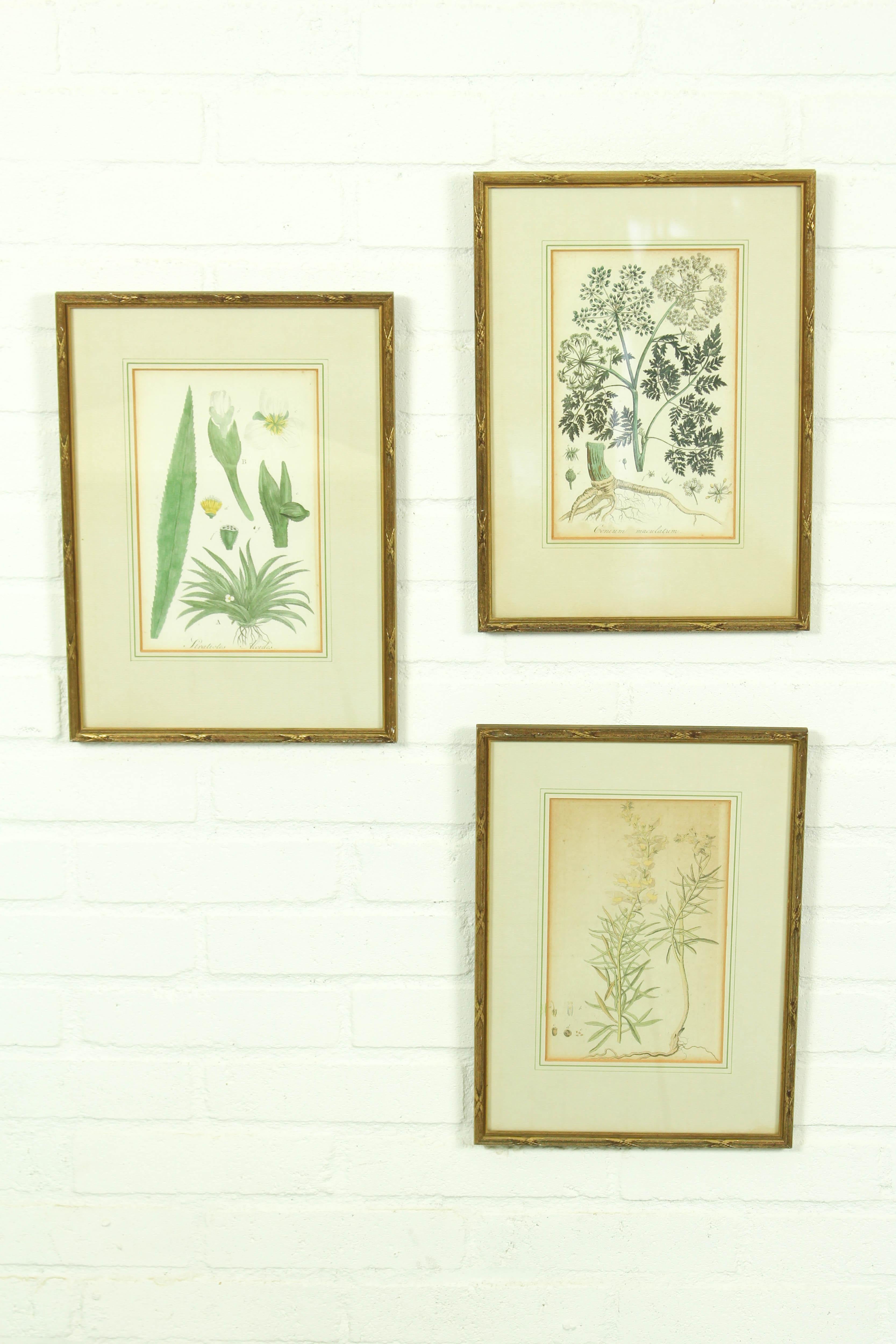 Unique set of 3 copperplate engravings in charming gold colored frames. Hand colored from the 1807 and 1814. They are from the 2nd and 3rd volum of the world famous Flora Batava. This book was published in 28 parts between 1800 and 1934. The